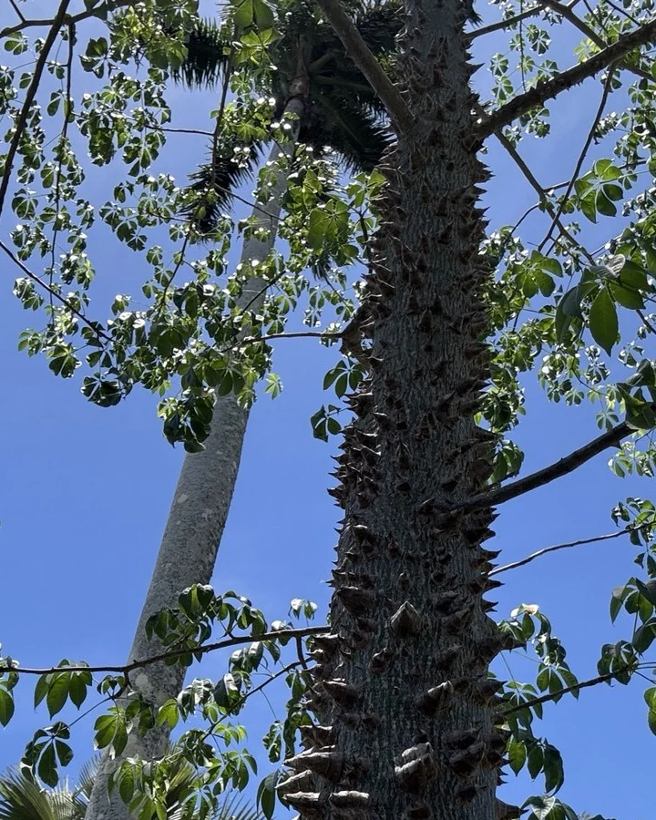 Thorned kapok bark and green canopy against a clear blue sky