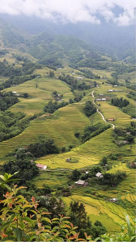 Misty terraced fields and mountain valley in Sapa
